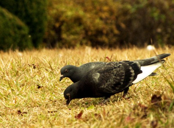 Pigeon couple